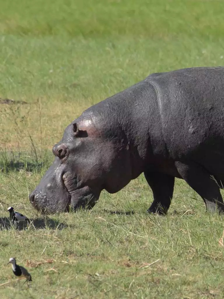 CO Portrait Chobe river hippo by Hayden Wallace