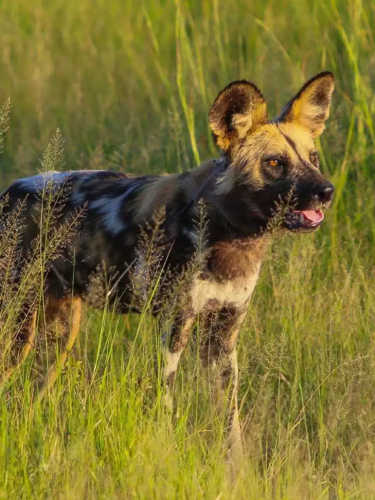 CO Portrait Wild dog in the Okavango Delta by Sarah Arnoff