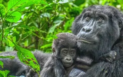 Fallen in love with Africa? Here’s where to go next