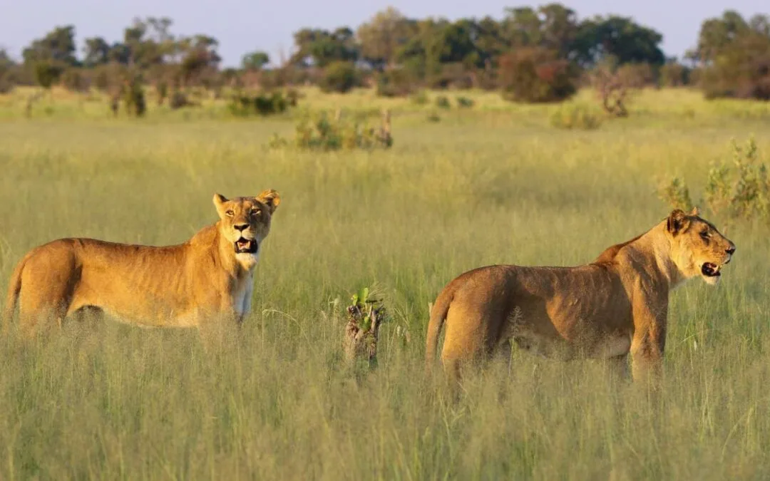 Chobe VS Okavango Delta