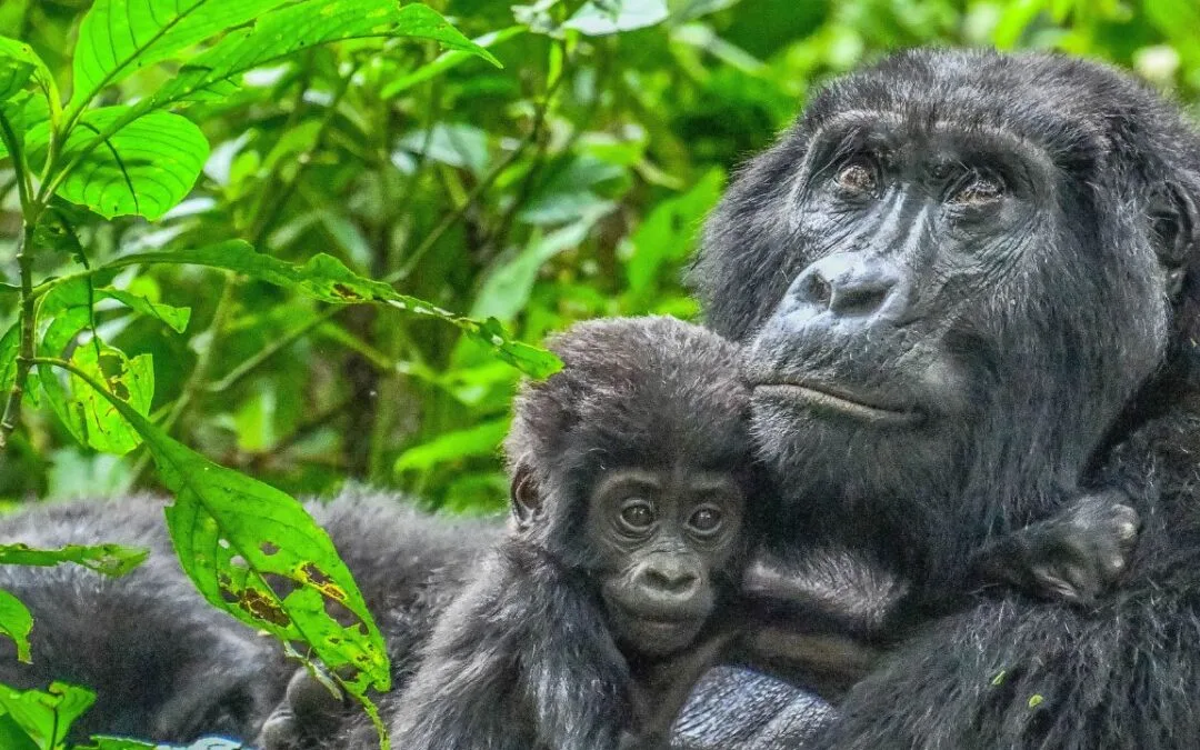 Fallen in love with Africa? Here’s where to go next