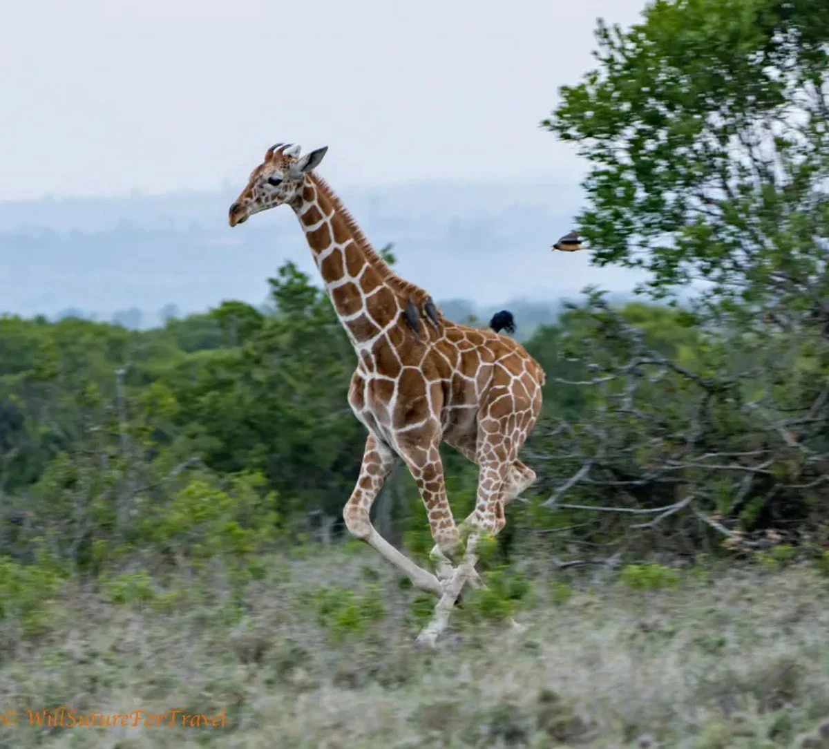 Speeding giraffe in Laikipia, Kenya. Taken by Audrey Stanton.