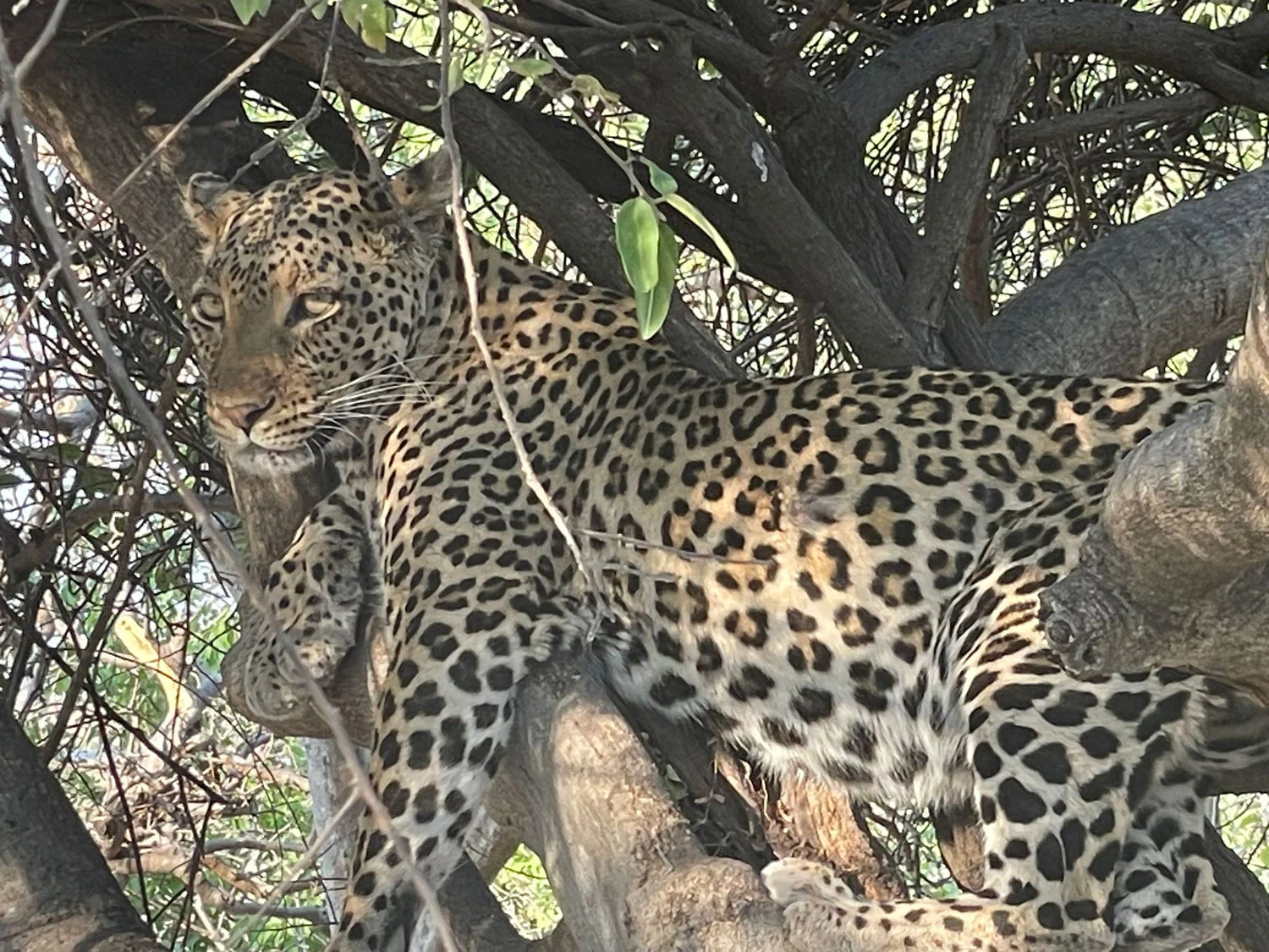 Leopard in Chobe National Park, Botswana. Taken by Brandy Hughes and family.