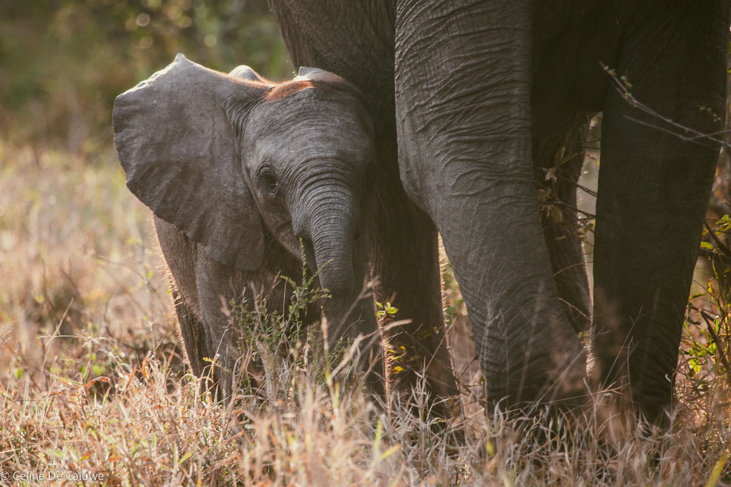 Elephant calf in Greater Kruger. Taken by Céline de Caluwe