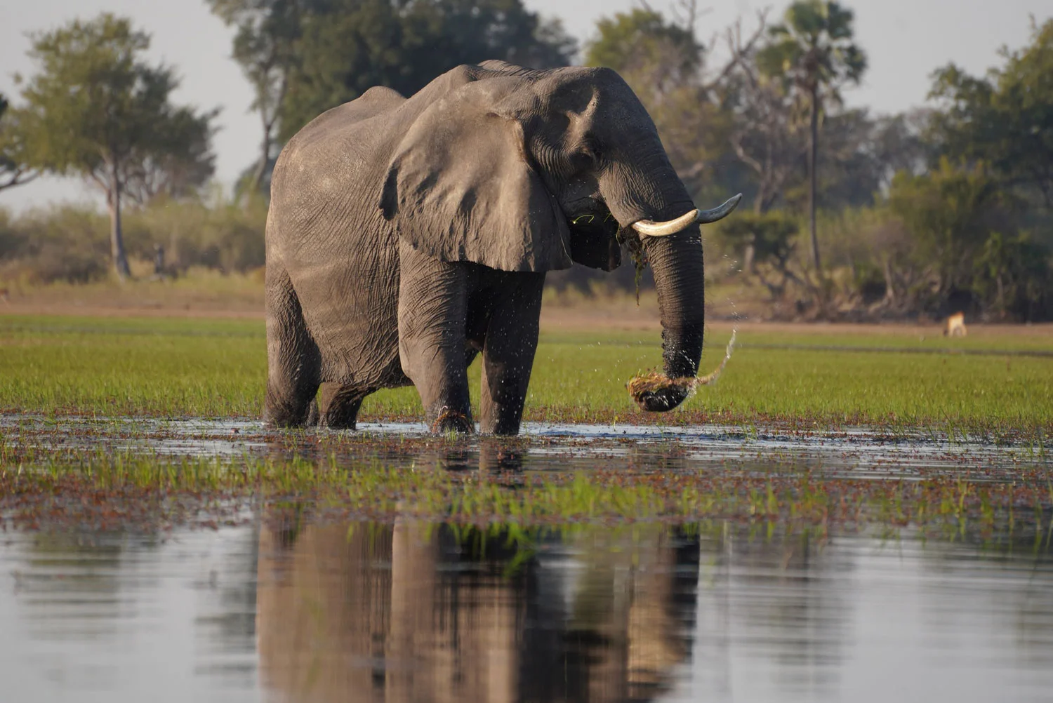 Elephant in the Okavango Delta, Botswana. Taken by Florian Teuteberg and family.