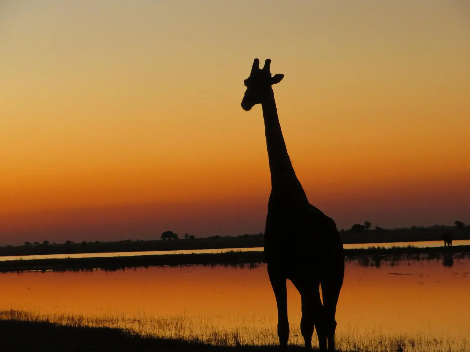 Giraffe sunset, Taken by Janet and Paul Peterson (and well-positioned by guide Tefo)