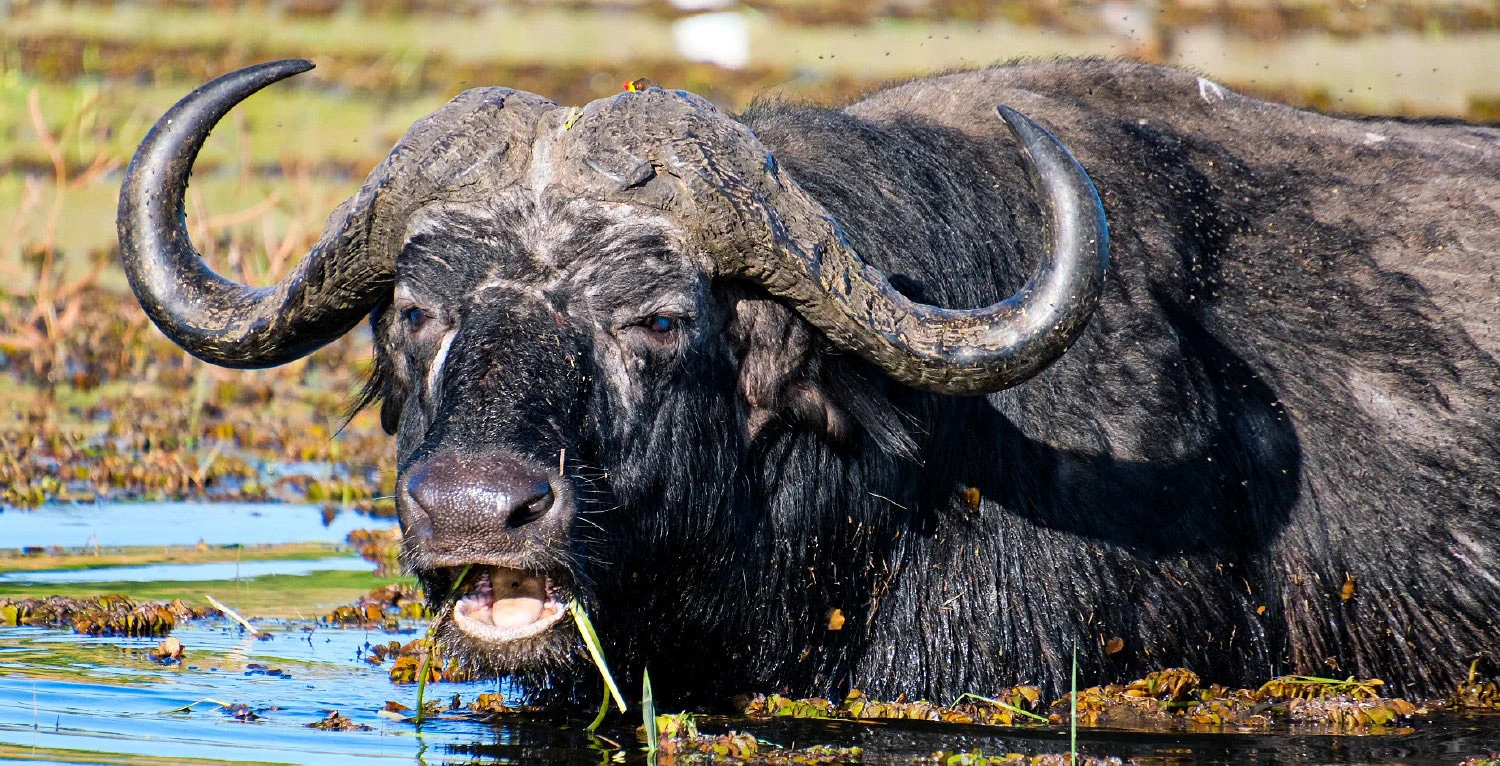 Buffalo in Chobe National Park, Botswana. Taken by Jessica deVore. 