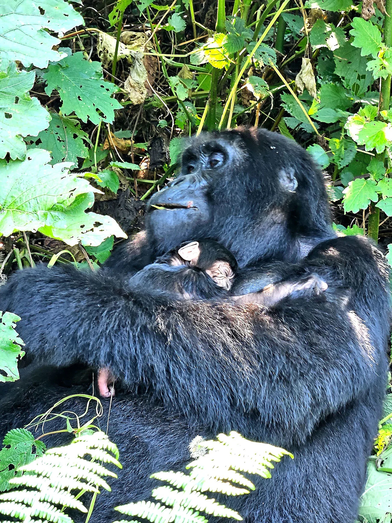 Gorilla mother and days-old baby in Bwindi Impenetrable National Park, Uganda. Taken by the Krause family.
