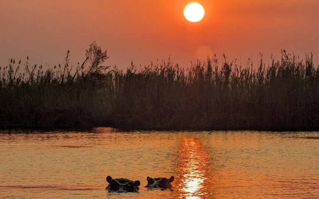 The wildlife, as you saw it