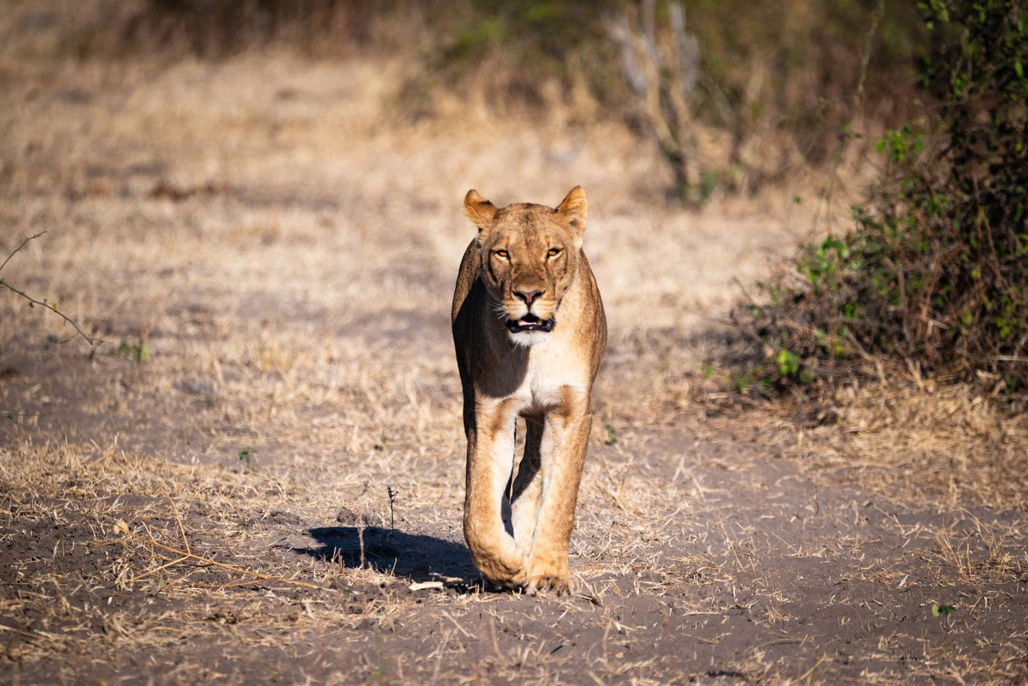 Lion in the Okavango Delta, Botswana. Taken by Patrick and Ryan Kenny.