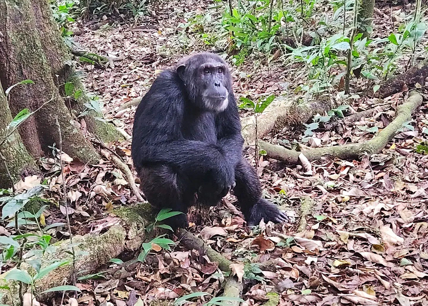 Chimpanzee in Kibale National Park, Uganda. Taken by Peter Haas.
