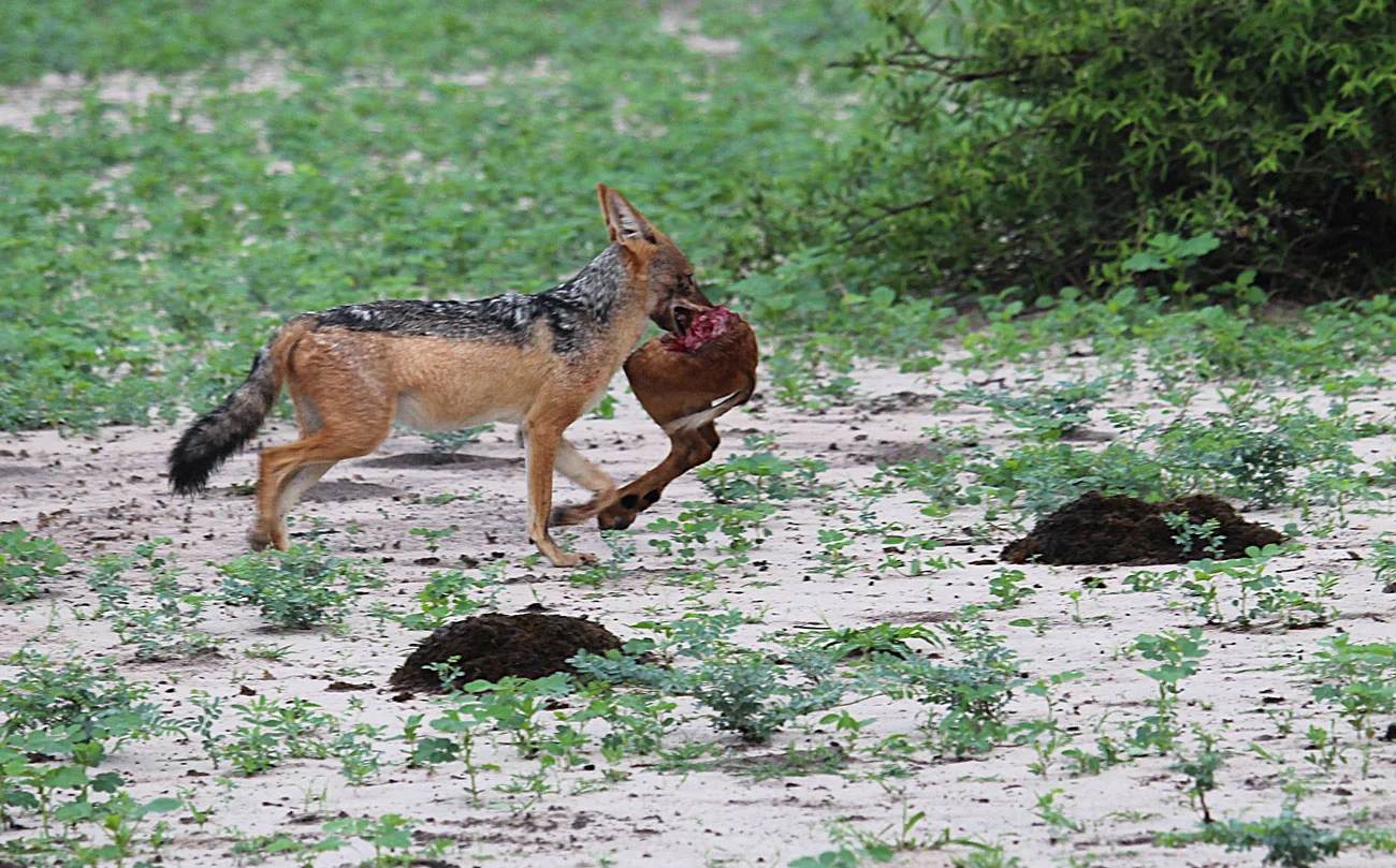 Black-backed jackal in the Okavango Delta, Botswana. Taken by Ray Khan and family