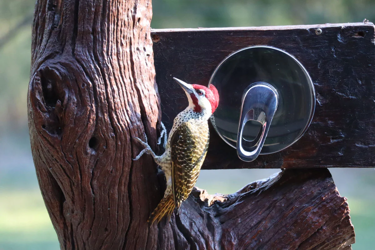 Cardinal woodpecker in the al-fresco shower of the Honeymoon suite at Senalala Safari Lodge, Greater Kruger, South Africa. Taken by Steve and Lauren Wilson. 