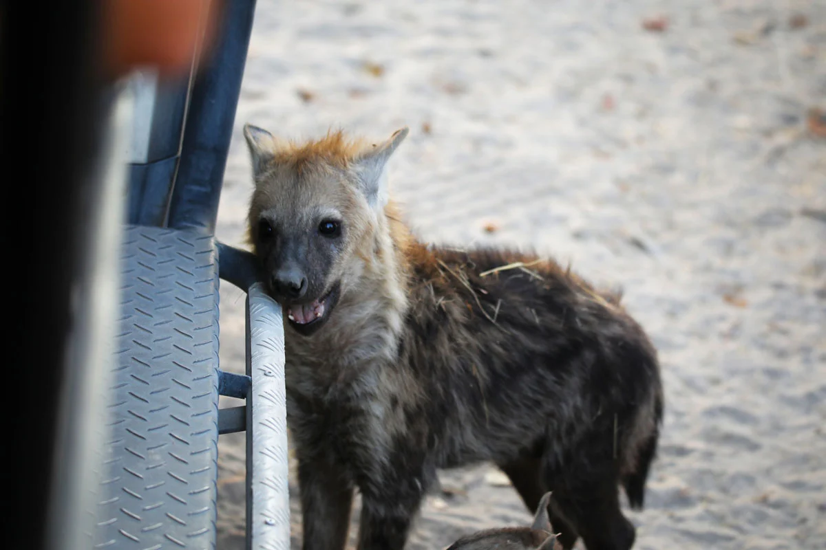 Hyena in Linyanti-Okavango, Botswana. Taken by Tony Ezzat and family.