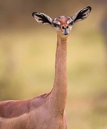 Elephant calf suckling with its mother. Taken in Samburu by Dave.