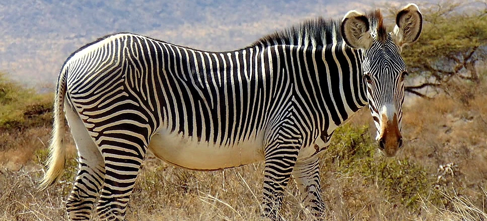 Elephant calf suckling with its mother. Taken in Samburu by Dave.