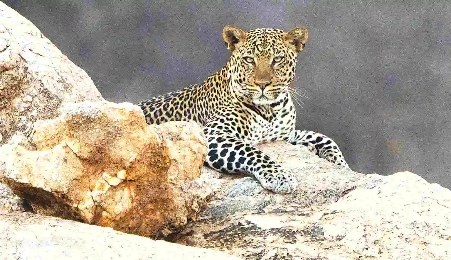 Stephanie & Jared on honeymoon enjoying a boat safari on the Chobe River in Botswana.