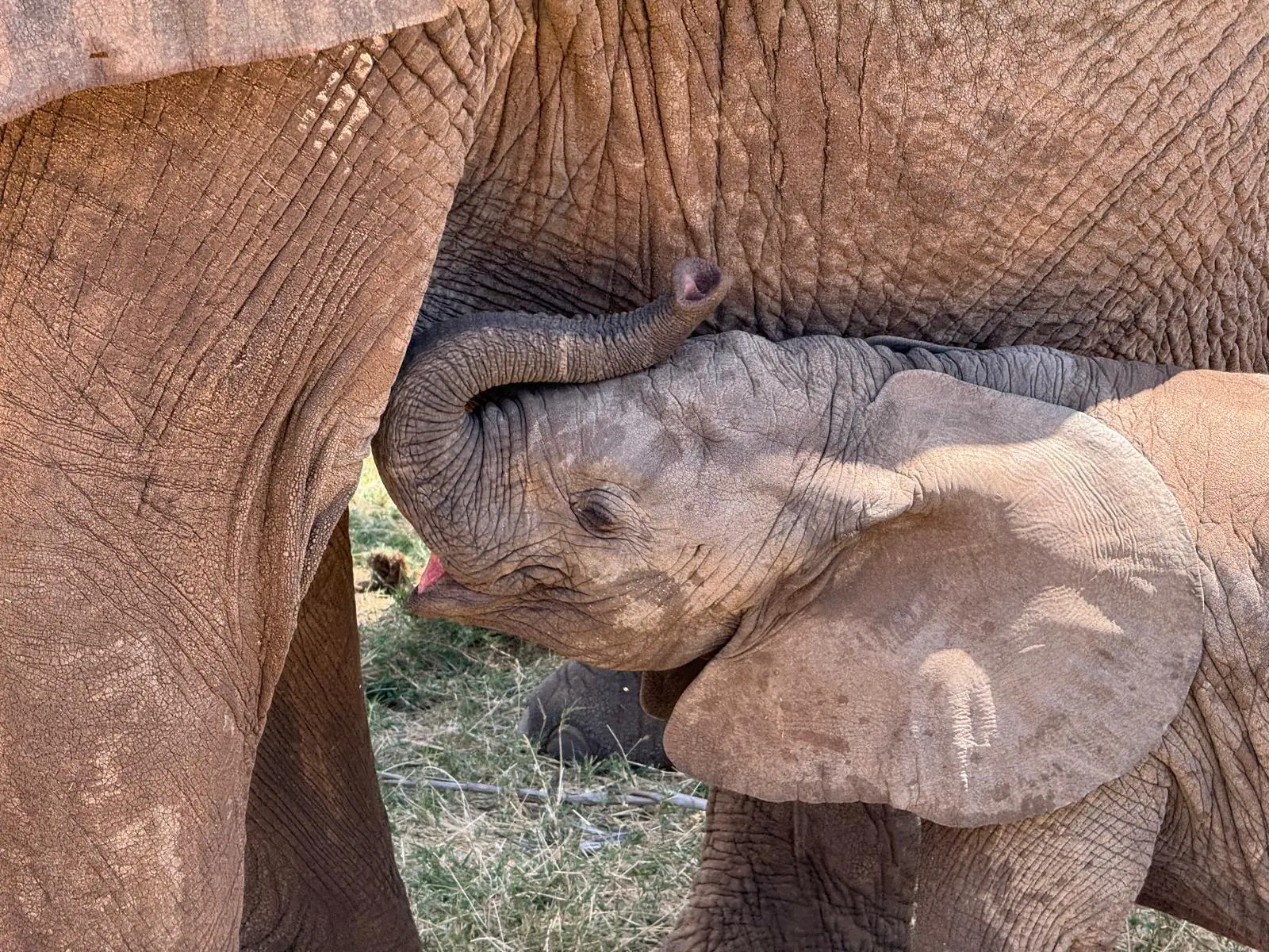 Elephant calf suckling with its mother. Taken in Samburu by Dave.