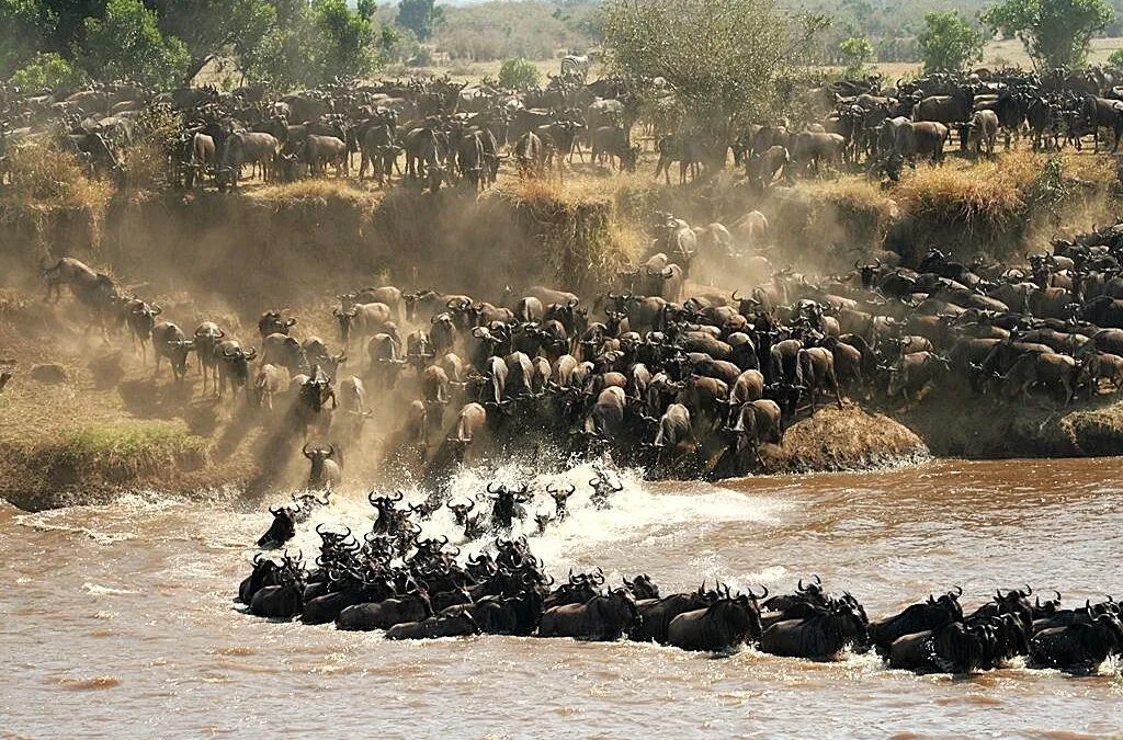 The Great Migration: Why There’s More to It Than River Crossings