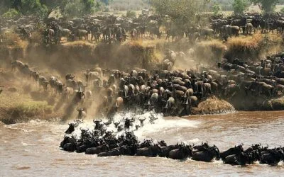 The Great Migration: Why There’s More to It Than River Crossings